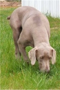 A Weimaraner is sniffing across a grassy yard. Its head is low to the ground. Its eyes are silver and it has soft drop ears.