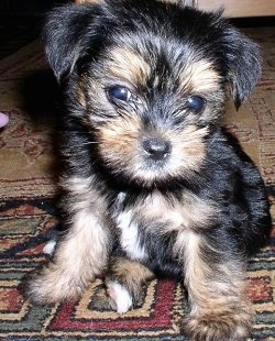 http://www.dogbreedinfo.com/images14/yorki-pooHunter.jpg