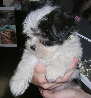 Close up - A person is holding a soft, thick coated, white and black Yorkipoo puppy in there hand. The puppy is looking down and to the left. The dog has a round head with a pushed back face, small fold over ears, a small black nose and wide dark eyes.