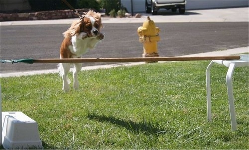 Rusty the blenheim Cavalier KC Spaniel is jumping over a stick on a table