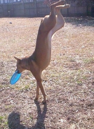 Tory the Chinook is catching a Frisbee on its front legs