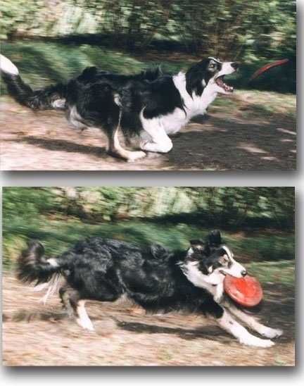 Top Photo - Zac the Border Collie is in the act of catching a red frisbee. Bottom Photo - Zac the Border Collie is running with a red frisbee in its mouth