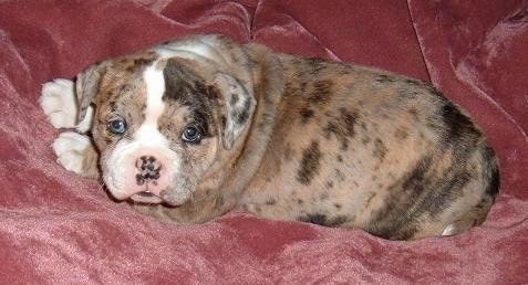 Alapaha Blue Blood Bulldog puppy laying on a blanket