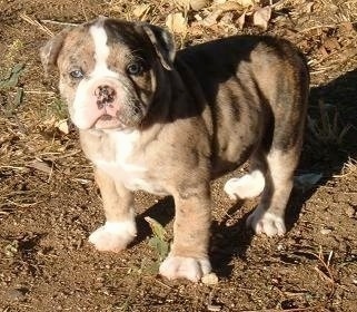 Alapaha Blue Blood Bulldog puppy outside