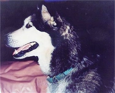 Close up - The left side of a black with white Alaskan Malamute that is laying across a bed with its mouth open and tongue out.