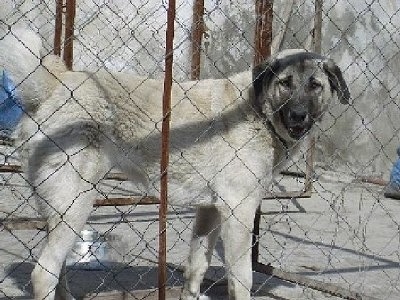 A tan Kangal Dog is standing in an outdoor dog kennel and looking to the right