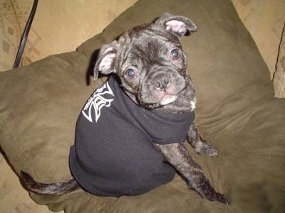 Jacob the Buggs puppy wearing a black t-shirt and sitting on a dog bed pillow