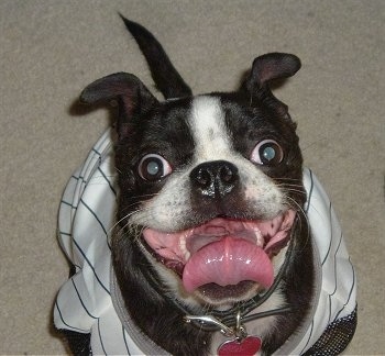 Close Up - Barnaby the Buggs wearing a baseball jersey sitting on carpet with his mouth open and tongue out