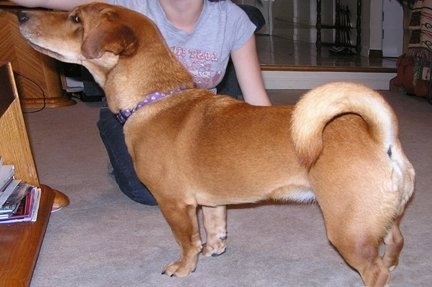 Right Profile - Abby the Ba-Shar standing on carpet in front of a person