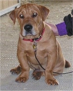 A tan Ba-Shar dog is sitting on a tan carpet looking forward with a person touching its back.