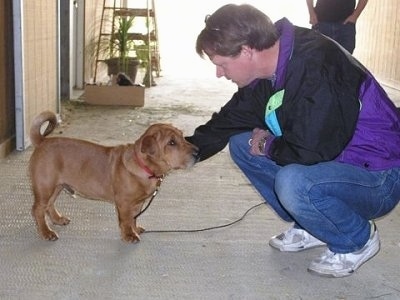 Angus the Ba-Shar standing in front of a person