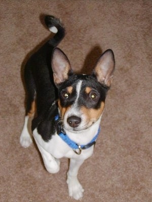 Ramsey the Basenji standing on a carpet with one paw in the air