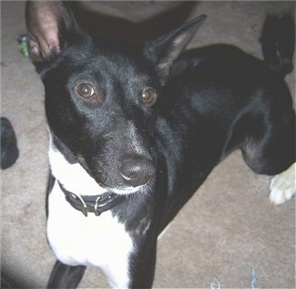 Close Up - Perrin the Basenji sitting on a carpet