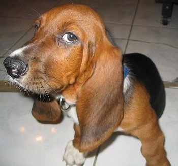 Close Up - Benelli the Basset Hound sitting on a tiled floor looking up and to the side