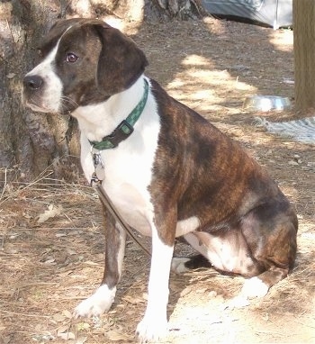 Kendall the Basston sitting outside in front of a tree