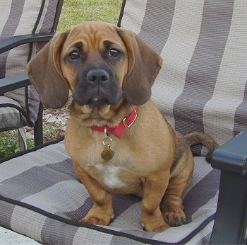 A small, short legged, drop-eared, tan with white Bassugg puppy is sitting outside in a gray and tan lawn chair looking forward.