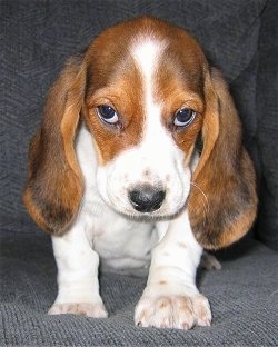 Zoey the Beagle Puppy laying on a couch with her head tilted slightly downward