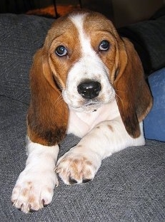 Close Up - Zoey the Beagle Puppy laying in a couch looking at the camera holder