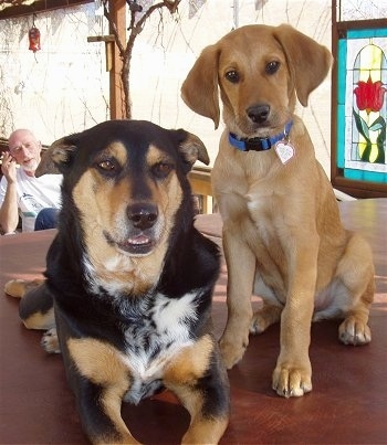 golden retriever mixed with german shepherd puppies. (Beagle / Golden Retriever