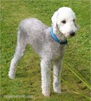 Brenin the Bedlington Terrier standing outside in the grass