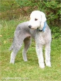 Brenin the Bedlington Terrier standing in grass