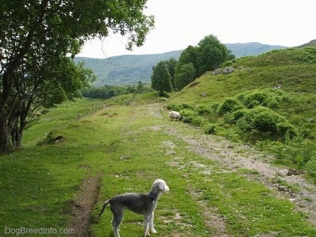 Brenin the Bedlington Terrier looking at the sheep in the distance!