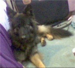 Sasha the Belgian Tervuren laying down against a bed