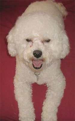 Annie the Bichon Frise laying on a pink blanket on a bed with her mouth open