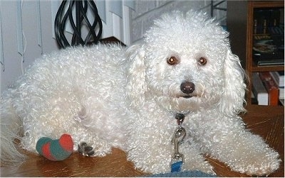 Sunny the Bichon laying on a hardwood floorwith a toy next to him