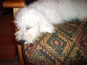 Close Up - Bich-poo sleeping on the corner of a chair