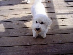 Bich-poo walking on a wooden porch