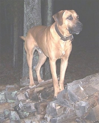yellow blackmouth cur