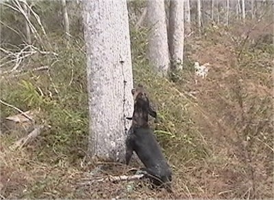 Hard Hammerin' Buster the Bluetick Coonhound sitting in front of a tree and barking