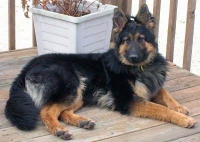 Rikka the Bohemian Shepherd laying outside on a wooden deck