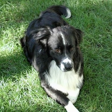 Charlie the Bordernese laying outside in grass with his eyes locked on something