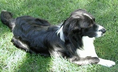 Charlie the Bordernese is laying outside in the grass and looking into the distance