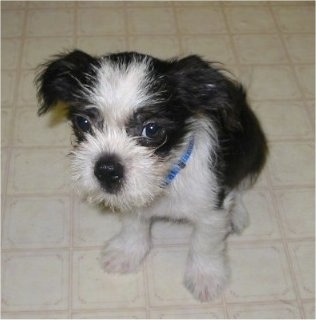 Rufus the Bostinese as a puppy wearing a blue collar sitting on a tiled floor looking at the camera holder