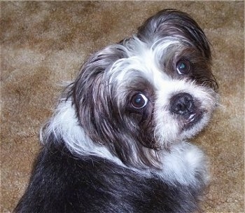 Rufus the Bostinese sitting on a carpet with her back to the camera, but her head is turned to look at the camera holder