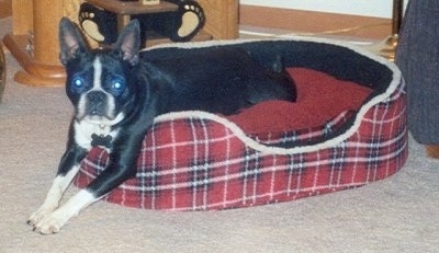 Hunny the Boston Terrier laying in a plaid red dog bed