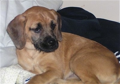 Shiloh the Boxerdoodle Puppy laying on a bed looking back