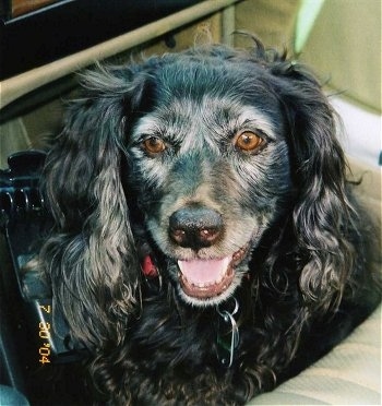 Close Up - Ann G the Boykin Spaniel sitting in a vehicle looking happy