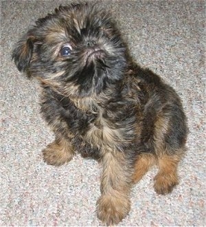 A black with tan Belgian Griffon is sitting on a tan carpet looking up out of the corner of its eye with a monkey looking frown on its face.