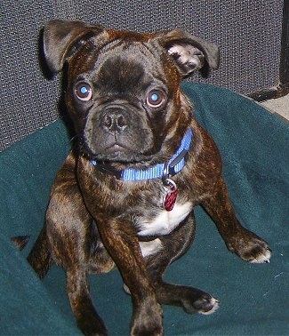 Close Up - Toby the Buggs wearing a blue collar and red dog tag sitting in a dark green dog bed looking up at the camera holder