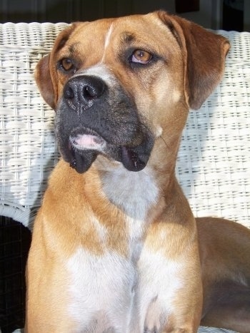 Close Up - A tan with white and black Bullboxer Pit is laying across a wicker chair and it is looking to the left.