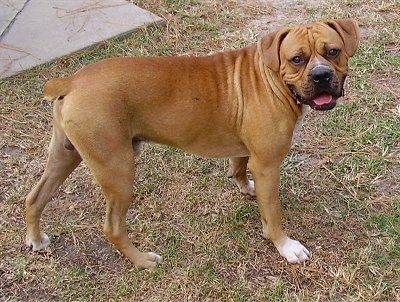 Tyson the Bulloxer standing in grass looking at the camera holder with its mouth open