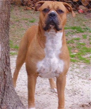 Tyson the Bulloxer standing next to a tree