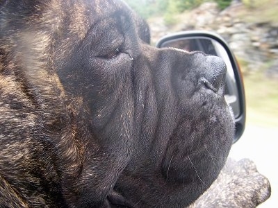 Close Up - Charlie the Bullmastiffs head sticking out a car window with the car's side view mirror next to it