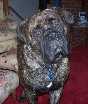 Charlie the Bullmastiff standing on a red carpet next to a tan ottoman with a flower pattern on it. Charlies head is tilted to the left