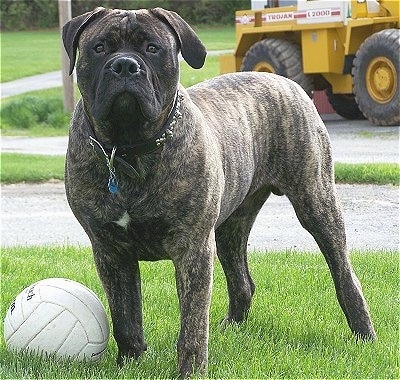 american bulldog brindle. a 16 month old rindle