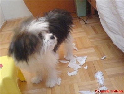 Vausch the Shiranian is standing next to a pillow and looking at the bed. There is torn paper all over the floor next to him